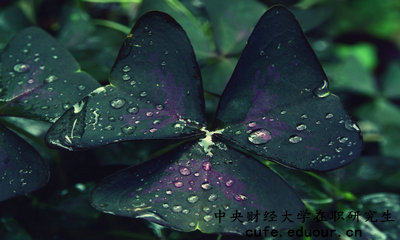 中央財(cái)經(jīng)在職研究生怎么報(bào)名？