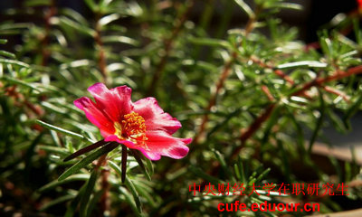 中央財經(jīng)大學(xué)在職研究生一般念多久？