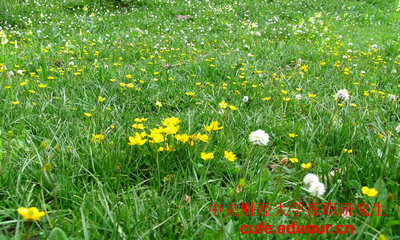 中央財經(jīng)大學(xué)在職研究生雙證現(xiàn)在可以打印準(zhǔn)考證嗎？