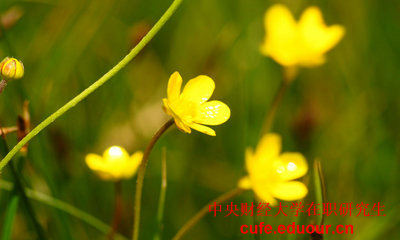 中央財(cái)經(jīng)大學(xué)十二月聯(lián)考現(xiàn)在能參加嗎？