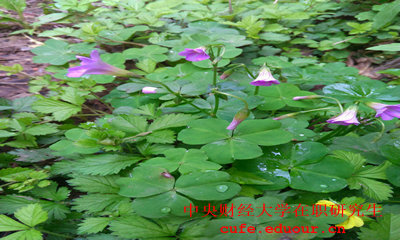 中央財(cái)經(jīng)大學(xué)同等學(xué)力拿什么證？